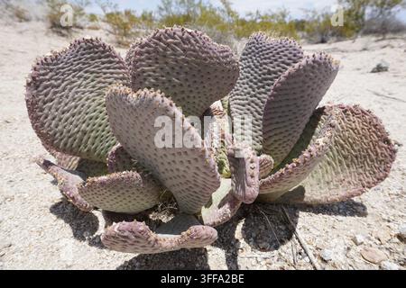 Close-up d'un cactus figue de Barbarie (Opuntia basilaris) en fleur dans le désert du parc national de Joshua Tree, en Californie Banque D'Images