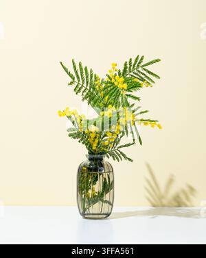 Bouquet de mimosa ou d'acacia dans un vase sur un fond jaune et blanc avec la lumière du soleil. Concept de vacances de printemps, carte-cadeau avec des fleurs pour la fête des mères Banque D'Images