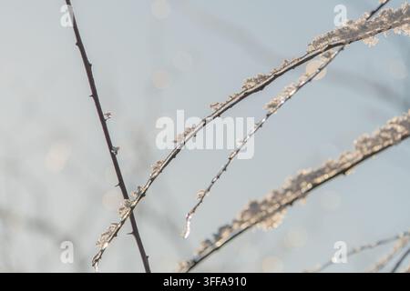 Gros plan de branches givrées et sans feuilles avec des motifs de cristaux de glace, dans un cadre hivernal naturel, peut-être un jardin ou un champ Palette de couleurs atténuées avec terre t Banque D'Images