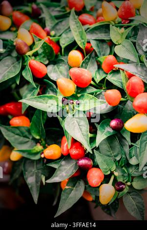 Poivrons chili biologiques et plantes en vente au Festival du Chili à Waddesdon Manor dans le Buckinghamshire Banque D'Images