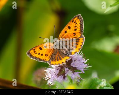 Papillon Grand Skipper femelle sur Menthe aquatique Banque D'Images