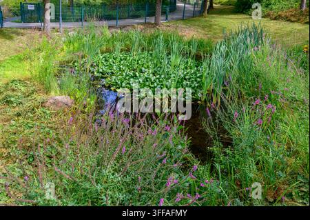 Étang luxuriant et vert avec des nénuphars, des hauts roseaux et des fleurs violettes à côté d'un chemin privé. Banque D'Images