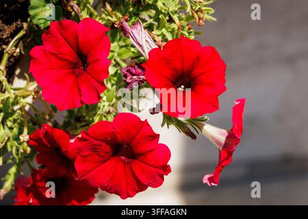 Un plan rapproché mettant en valeur un groupe de fleurs de pétunia rouge vif en pleine floraison. Les pétales sont riches en couleur et en texture, avec une délicatesse veloutée Banque D'Images