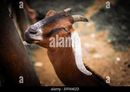 Chèvre brune avec un museau tacheté de blanc et de longues oreilles presse son visage contre un poteau en bois, les yeux fermés dans le contentement, mise au point peu profonde capturant la paix Banque D'Images