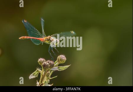 Libellule en vol planant au-dessus d'une plante fleurie Banque D'Images