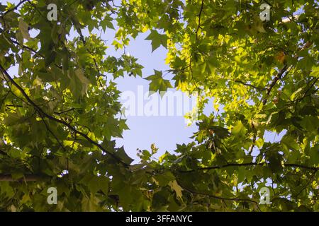 Feuilles vertes baignées de soleil encadrant une parcelle de ciel ouverte au-dessus Banque D'Images