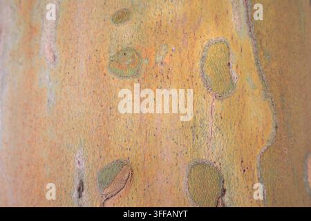 Écorce d'arbre marbrée avec des taches orange et vert créant une texture naturelle Banque D'Images