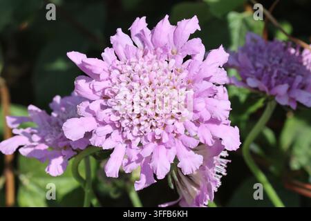 Scabiosa columbaria [Flutter Rose Pink] ('Balfluttropi') (Série Flutter). Gros plan d'une fleur de scabieuse rose avec centre en forme de coussin et pétales froissés Banque D'Images