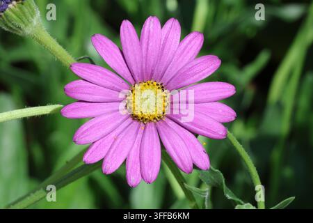 Osteospermum 'In the Pink'. Gros plan d'une fleur de marguerite africaine rose unique en été. Banque D'Images