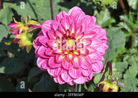 Dahlia 'Muchacha'. Gros plan vu de dessus d'une fleur de dahlia semi-doublée blanc lilas et rose entièrement ouverte. Banque D'Images
