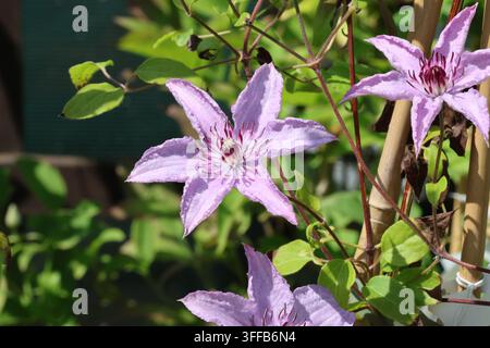 Clematis 'Hagley Hybrid'. Fleur unique de clématite pâle ou rose coquille en été. Banque D'Images