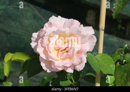 Rosa 'Compassion'. Gros plan d'une fleur de rose hybride grimpante double teintée de rose abricot en été. Éleveur Harkness Roses. Banque D'Images