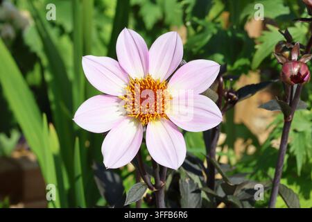 Dahlia Dahlegria Pink Flame. Magnifique fleur de dahlia simple rose délicate avec un centre orange jaune chaud et un feuillage violet foncé contrasté Banque D'Images