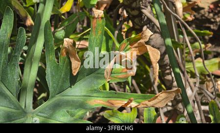 Un gros plan montrant une feuille de philodendron bipinnatifidum profondément lobée et dentelée avec des taches brunâtres sèches et croustillantes importantes sur plusieurs Banque D'Images