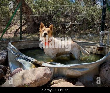Un Heeler rouge se rafraîchit dans un bassin pour bétail dans le sud de l'Arizona, aux États-Unis. Banque D'Images