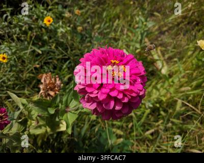 Vue de dessus, gros plan d'une fleur de Zinnia elegans d'un rose magenta éclatant avec une abeille tailleur de feuilles (Megachile) prise en vol figé et net. Banque D'Images
