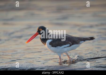 Huître American (Haematopus palliatus) marchant le long d'une plage de sable à New Avalon, New Jersey Banque D'Images
