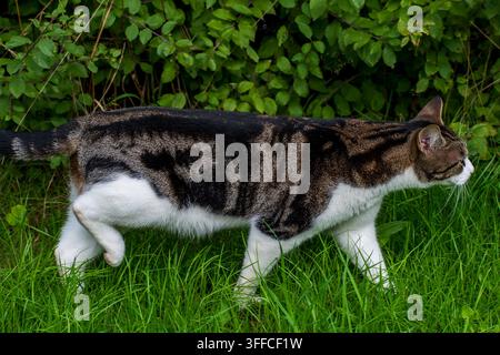 Un chat domestique tigré marchant dans l'herbe d'un jardin Banque D'Images