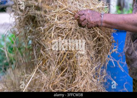 Close-up d'un agriculteur rural manipulant un paquet de paille de riz sèche à la main pendant les travaux agricoles, montrant l'alimentation traditionnelle des animaux de travail et la récolte Banque D'Images