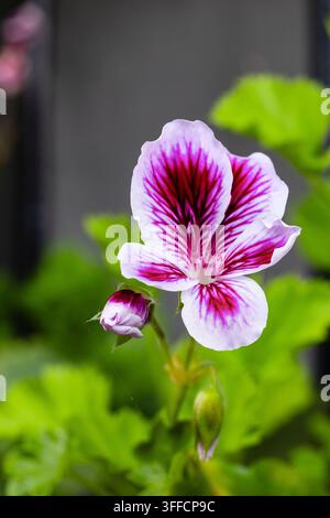Fleurs artificielles de pensées violettes et jaunes dans un vase en verre. Banque D'Images