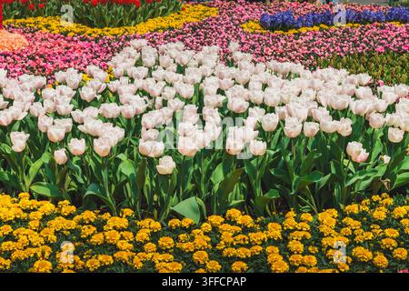 Présentation jardinée en couches mettant en vedette des tulipes blanches et des soucis jaune vif dans un parc floral coloré Banque D'Images