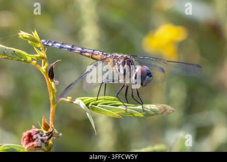 Libellule bleue femelle (Pachydiplax longipennis) en fin d'été dans l'Iowa Banque D'Images
