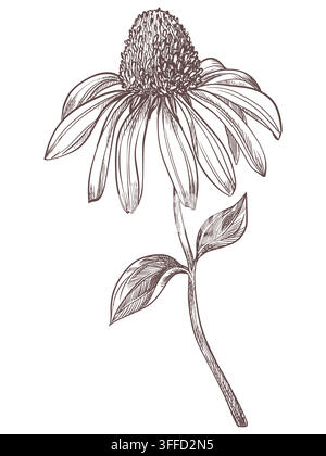Esquisse vectorielle d'échinacée. Fleur printanière de la fleur cone pourpre dans un style de gravure. ClipArt pour thé à base de plantes. Imitation de l'ancienne technique de l' gravure. Dessin linéaire à l'encre de Sampsone noir. Illustration de Vecteur
