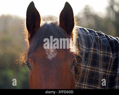Vue en contre-jour en gros plan de la tête d'un cheval brun regardant vers l'appareil avec une lueur dorée sur la crinière et une couverture à motif écossais sur le cou, Angleterre UK Banque D'Images