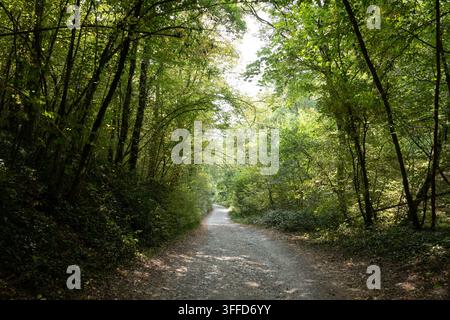 Un chemin de gravier tranquille serpente sous une canopée dense d'arbres verts dans la réserve naturelle de Furfooz en Wallonie, en Belgique, créant un cadre paisible pour la randonnée Banque D'Images