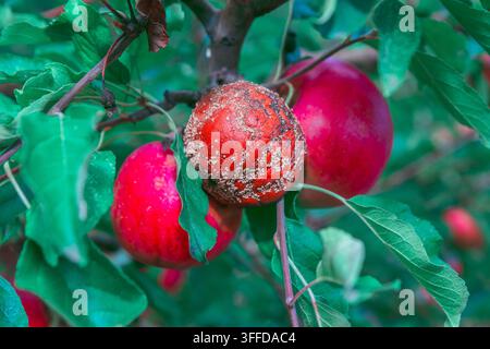 Les pommes pendent parmi des feuilles vertes sur une branche, une fruit présentant une décomposition fongique étendue et des taches de moisissure. Les pommes voisines saines restent fermes Banque D'Images
