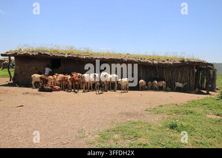 Village traditionnel datoga en Tanzanie, montrant des maisons en boue et du bétail dans un cadre rural africain authentique. Banque D'Images