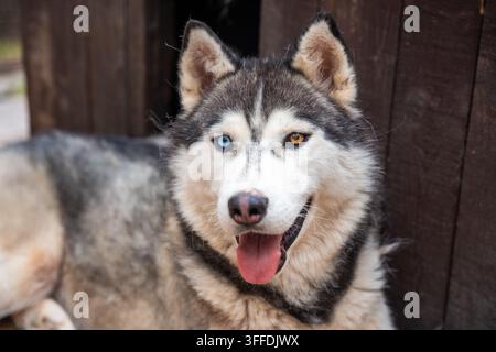 Chien Husky sibérien aux yeux bleus et bruns regardant l'appareil photo. L'hétérochromie crée une apparence distinctive dans le portrait de chien nordique pur-sang Banque D'Images