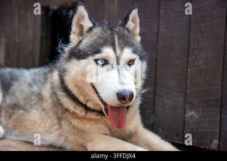 Chien Husky sibérien aux yeux bleus et bruns regardant l'appareil photo. L'hétérochromie crée une apparence distinctive dans le portrait de chien nordique pur-sang Banque D'Images