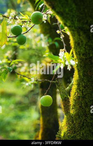 Des prunes verts immatures et des fleurs blanches délicates poussent sur une branche à côté d’un tronc d’arbre couvert de mousse dans une forêt luxuriante baignée de soleil. Banque D'Images
