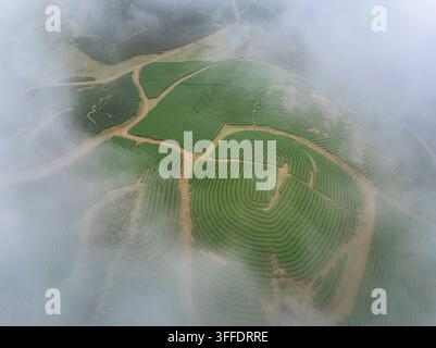 Vue aérienne par drone de plantations de thé luxuriantes disposées en motifs courbés, partiellement recouvertes de brume dans les hautes terres pittoresques de Moc Chau, au Vietnam. Banque D'Images
