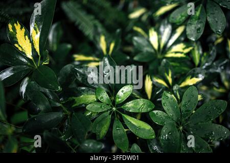 Feuillage vert dense avec des gouttes d'eau sur les feuilles, mettant en valeur une variété de feuilles vert foncé et vert jaunâtre dans un environnement naturel Banque D'Images