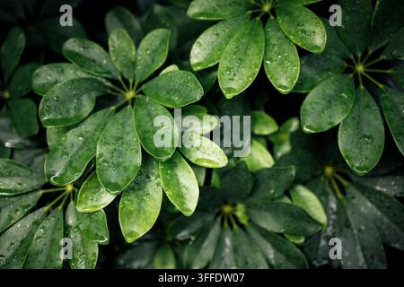 Gros plan de feuilles vert vif recouvertes de gouttes d'eau, mettant en valeur la texture riche et les détails du feuillage dans un environnement naturel Banque D'Images