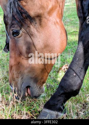 Brown horse grazing in field Banque D'Images