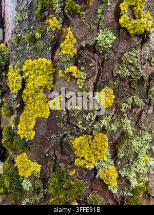 Grossissement de lichens jaunes vifs et verts poussant sur l'écorce texturée d'un tronc d'arbre. Banque D'Images