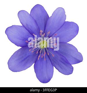 Fleur bleue d'anémone hepatica isolée sur fond blanc Banque D'Images