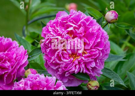Paeonia lactiflora ‘Miss Eckhart’, une pivoine herbacée classique aux fleurs très grandes et doubles rose vif, aux pétales superposés et froncés, aux étamines dorées. Banque D'Images