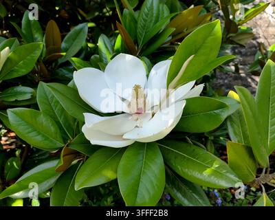 Une Magnolia du Sud (Magnolia grandiflora) en pleine floraison, exhibant ses grands pétales blanc crème et ses feuilles vert brillant et cuirassées, Kent, Royaume-Uni Banque D'Images