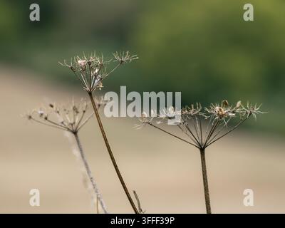 Têtes de graines de persil mort (Anthriscus sylvestris) avec toiles d'araignée, Halling, Kent, Royaume-Uni. Banque D'Images