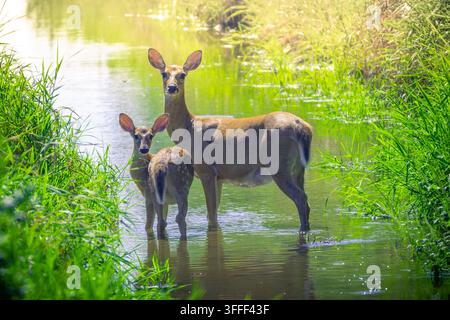 Une biche et son faon se rafraîchissent dans un ruisseau par une chaude journée d'été. La lumière vient du dessus. Feuillage vert vibrant et eau courante tranquille Banque D'Images
