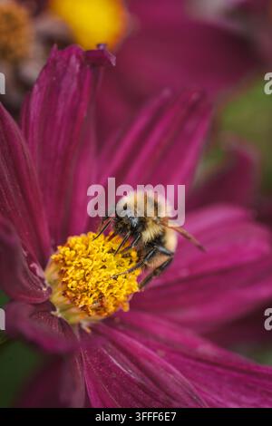 Vue d'une bourdonne collectant du pollen sur une fleur rose foncé à Hilo, Hawaï, États-Unis. Banque D'Images