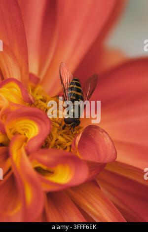 Vue d'une mouche hoverfly reposant sur les pétales orange vif et jaune d'une fleur à Hilo, Hawaï, États-Unis. Banque D'Images