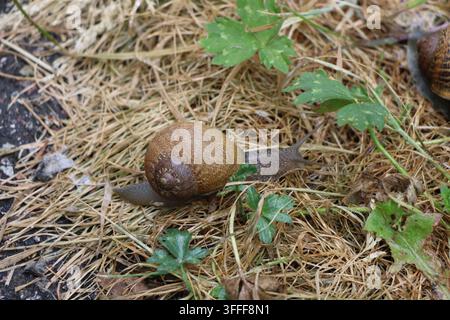 Escargot à coquille brune se déplaçant sur de l'herbe morte humide au Royaume-Uni Banque D'Images
