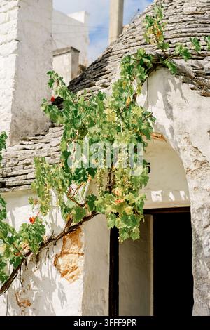 Vitis vinifera pousse sur une maison trullo en pierre historique. Concept d'héritage, d'agriculture, d'architecture, de vie rurale, de culture et de tradition en Italie. Banque D'Images