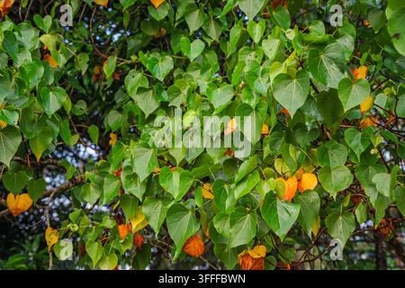 Feuillage dense du Figuier sacré (Ficus religiosa) présentant des feuilles en forme de cœur dans des tons verts vifs et jaunes dorés. Banque D'Images