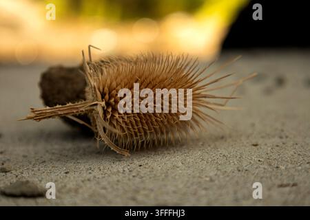 Macro de la tête fleurie d’une chardonnerette sèche sur sol en béton avec fond flou Banque D'Images